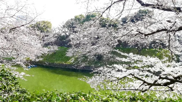 Chidorigafuchi Cherry Blossom Στο Τόκιο Ιαπωνία — Φωτογραφία Αρχείου