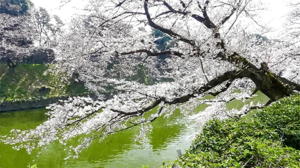 Chidorigafuchi Cseresznyevirág Tokióban Japánban — Stock Fotó