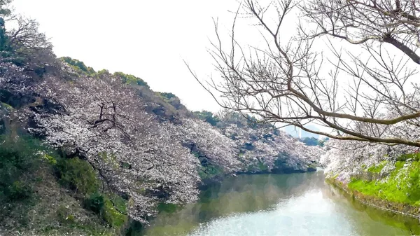 Chidorigafuchi Cherry Blossom Στο Τόκιο Ιαπωνία — Φωτογραφία Αρχείου