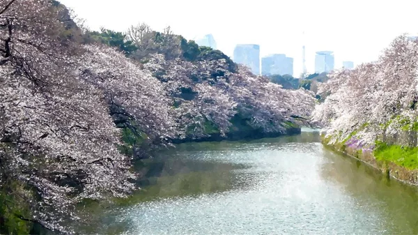 Chidorigafuchi Kersenbloesem Tokio Japan — Stockfoto