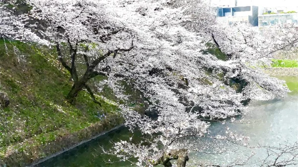 Chidorigafuchi Cherry Blossom Tóquio Japão — Fotografia de Stock