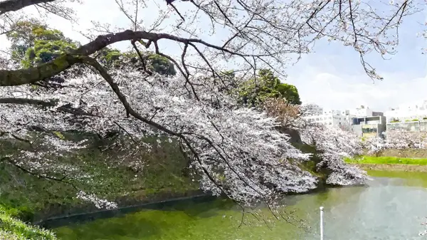 Chidorigafuchi Cherry Blossom Tokyo Japon — Photo