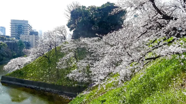 Chidorigafuchi Cherry Blossom Στο Τόκιο Ιαπωνία — Φωτογραφία Αρχείου