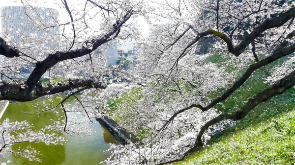 Chidorigafuchi Cherry Blossom Tóquio Japão — Fotografia de Stock