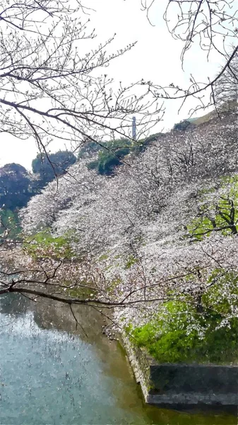 Chidorigafuchi Cherry Blossom Токіо Японія — стокове фото