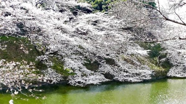 Chidorigafuchi Kersenbloesem Tokio Japan — Stockfoto