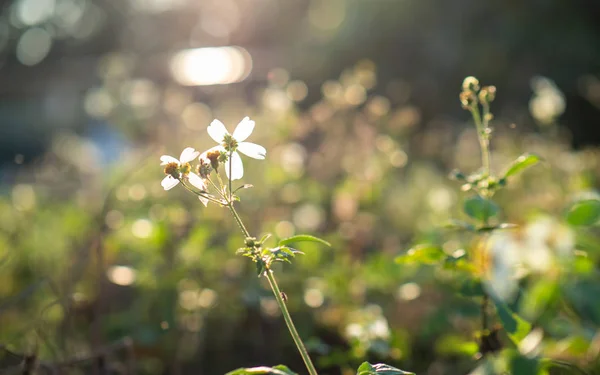 Little White Flower Sunlight — 스톡 사진