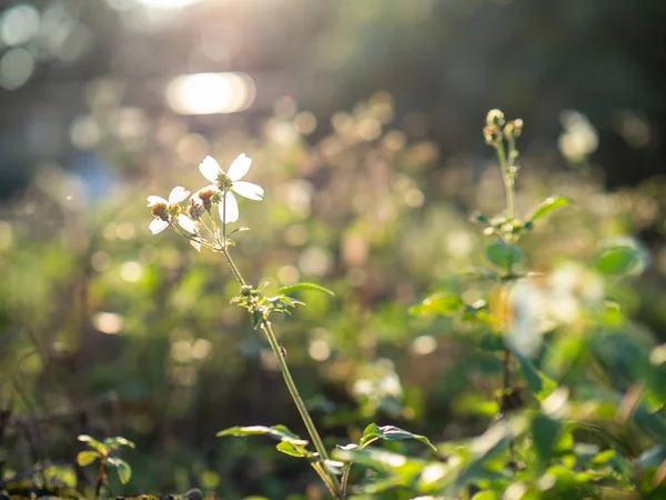 Little White Flower Sunlight — 스톡 사진