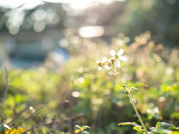 Piccolo Fiore Bianco Contro Luce Del Sole — Foto Stock