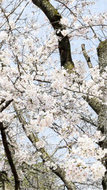 Tokyo, Japonya 'da Ueno Park Kiraz Çiçeği 