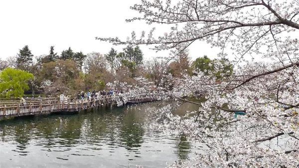 Inokashira Onshi Ken Cherry Blossom Tokyo Japan — Stock Photo, Image