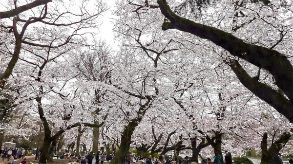 Inokashira Onshi Ken Cherry Blossom Tokio Japan — Stockfoto