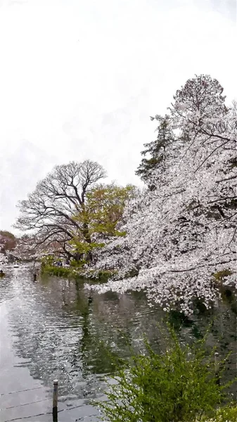 東京都井の頭恩賜公園桜 — ストック写真