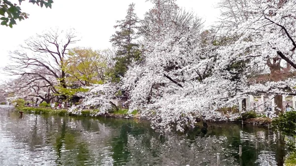 Inokashira Onshi Ken Cherry Blossom Tokio Japón — Foto de Stock