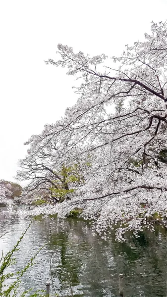 Inokashira Onshi Ken Cherry Blossom Tokyo Japan — Stockfoto