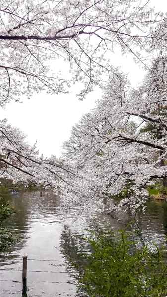 Inokashira Onshi Ken Cherry Blossom Tokyo Giappone — Foto Stock