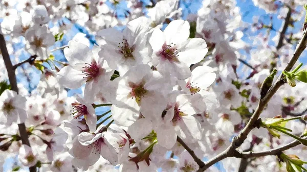Ueno Park Cherry Blossom Tokyo Japon — Photo