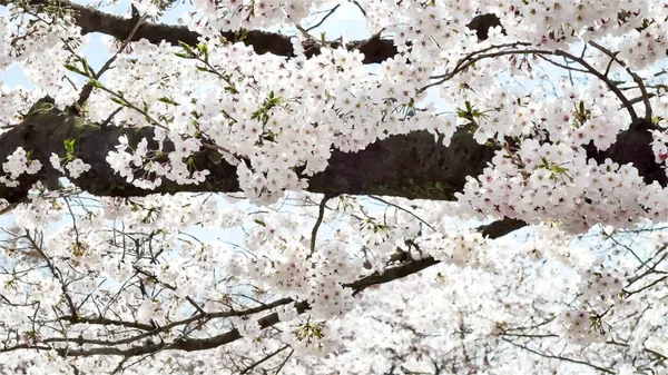 東京都の上野公園桜 — ストック写真