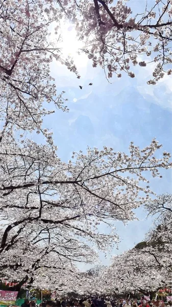 Ueno Park Cherry Blossom Tokyo Japan — Stockfoto