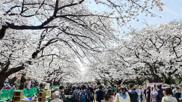 Ueno Park Cherry Blossom Tokyo Japan — Stock Photo, Image