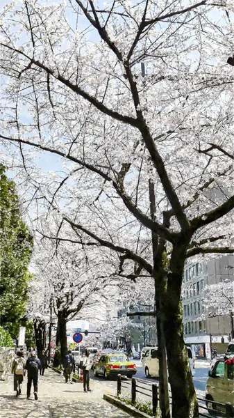 Ueno Park Cherry Blossom Στο Τόκιο Ιαπωνία — Φωτογραφία Αρχείου