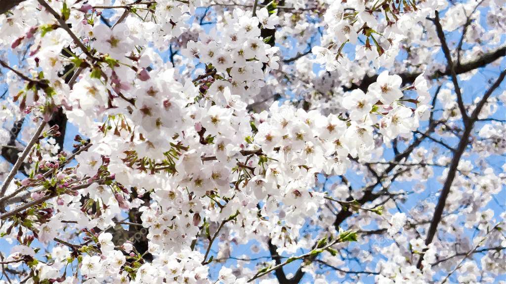 Ueno Park Cherry Blossom in Tokyo,Japan 