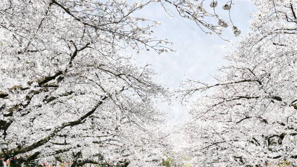 Ueno Park Cherry Blossom in Tokyo,Japan 