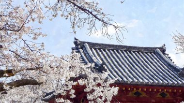 Tokyo, Japonya 'da Kiraz Çiçeği