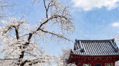 Tokyo, Japonya 'da Kiraz Çiçeği