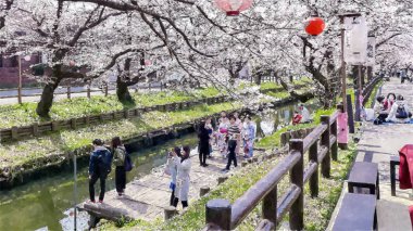 Tokyo, Japonya 'da Kiraz Çiçeği