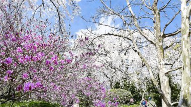 Tokyo, Japonya 'da Kiraz Çiçeği
