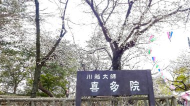 Tokyo, Japonya 'da Kiraz Çiçeği