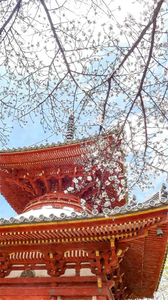 Cerejeira Tokyo Japão — Fotografia de Stock