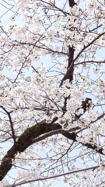 Kwiat Wiśni Tokio Japonia — Zdjęcie stockowe
