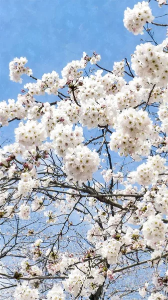 Fleur Cerisier Tokyo Japon — Photo