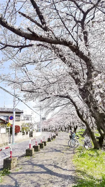 Cherry Blossom Tokyo Japan — 스톡 사진