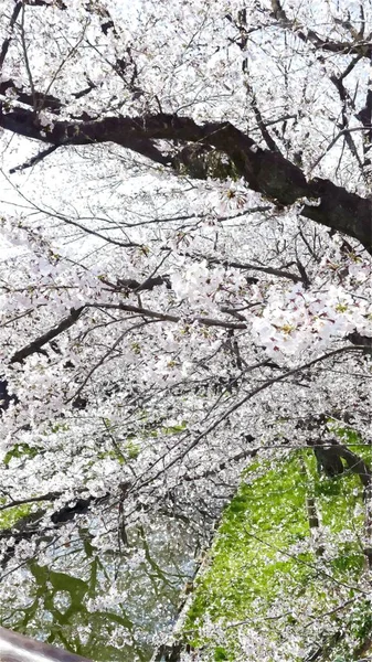 Tokyo Japonya Kiraz Çiçeği — Stok fotoğraf
