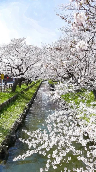 Cherry Blossom Στο Τόκιο Ιαπωνία — Φωτογραφία Αρχείου