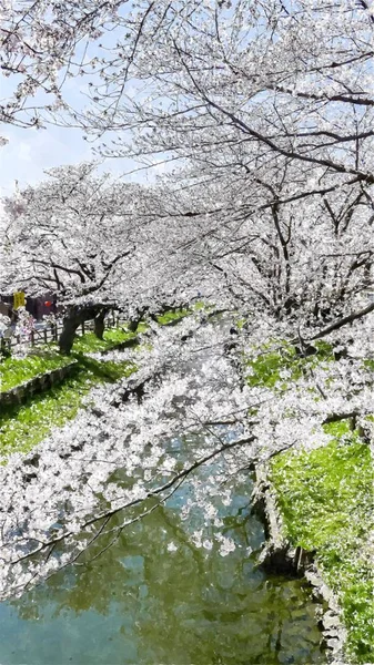 Cherry Blossom Tokyo Japan — Stockfoto