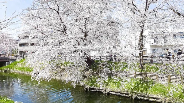 Kersenbloesem Tokio Japan — Stockfoto