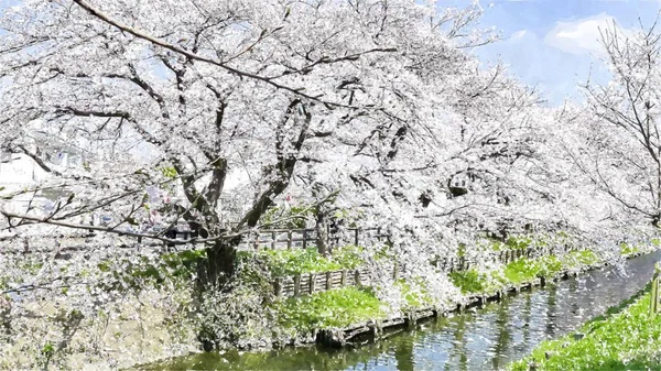 Kirschblüte Tokio Japan — Stockfoto