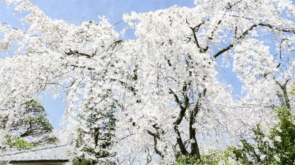 Tokyo Japonya Kiraz Çiçeği — Stok fotoğraf