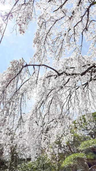 Kwiat Wiśni Tokio Japonia — Zdjęcie stockowe