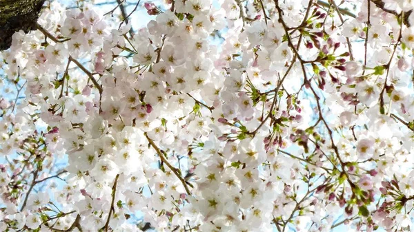 Tokyo Japonya Kiraz Çiçeği — Stok fotoğraf