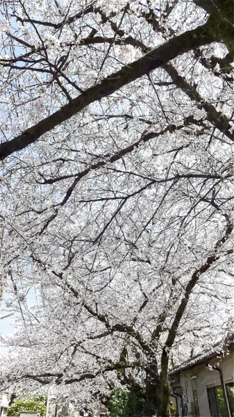 Cherry Blossom Tokyo Japan — Stockfoto