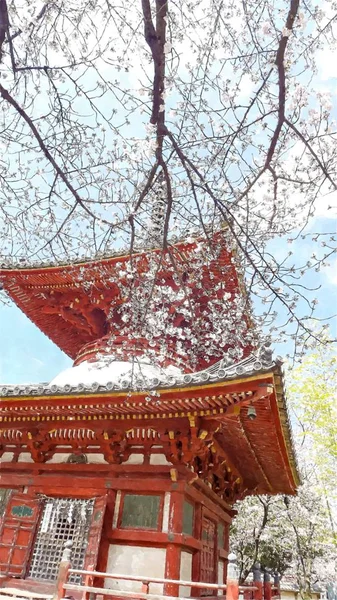 Cherry Blossom Στο Τόκιο Ιαπωνία — Φωτογραφία Αρχείου
