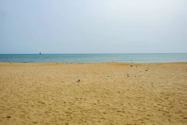 Gaivotas Praia — Fotografia de Stock