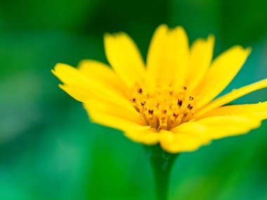 Açık havada küçük çiçekler var.