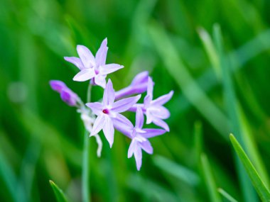 Açık havada küçük çiçekler var.