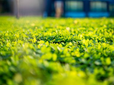 Açık havada küçük çiçekler var.